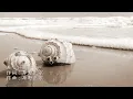 美しい鰭 - スピッツ（フル）名探偵コナン 黒鉄の魚影