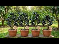 Great Technique For Grafting java plum tree Using Bananas how to growing java plum tree
