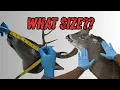 How I measure a deer cape for the form