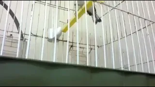 الحسون الخلوي المغربي توثيق من مدينة سطات المغربية 