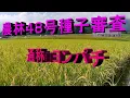 Download Lagu 令和7年度  種子二次圃場審査  農林48号 [ヨンパチ]
