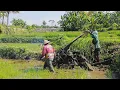 Download Lagu Kerja Bergantian 2 Joki Traktor Langsung Garu Lahan Padi Gagal Tumbuh