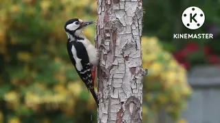 جودلي بالغفران  أغنيه روووعه جميله جداا    دندنها