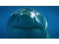 Download Lagu Blue Water White Shark (Guadalupe 2008)