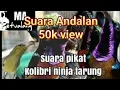 Download Lagu SUARA PIKAT KOLIBRI NINJA TARUNG GACOR