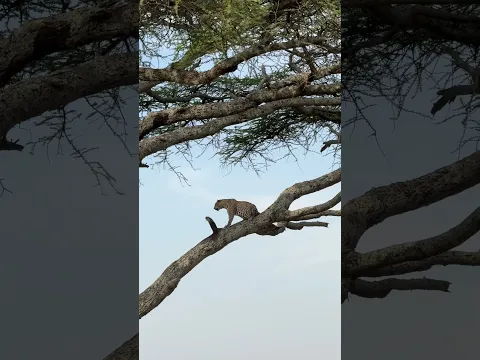 Thought This Leopard Was Pregnant… Turns Out It Just Ate Too Much 以为怀孕了 其实是吃太多了 #animals 【跟着图尔去旅行】