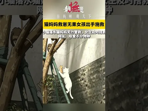 母爱不分物种！小猫意外跌落水池，猫妈妈尝试救起无果。 危急关头，路过女生伸出援手，帮小猫脱离险境。#万物皆有母爱 #暖心瞬间 #救助小动物