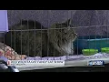 Meow 2023 Wichita Cat Fancy Cat Show