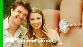 Download Bindi And Chandler Are Engaged! | Crikey! It's The Irwins MP3