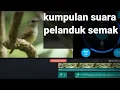 Lagu Kumpulan suara pelanduk semak