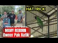 Download Lagu PENDATANG BARU ‼️ CUCAK IJO MANY REBORN HATTRICK OWNER PAK RAFIK