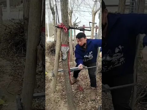 চীনের মানুষ বাঁকা গাছকে কিভাবে সোজা করে