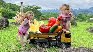 Download Smart Bim Bim harvests fruit for BBQ with baby monkey Obi MP3