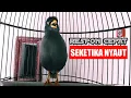 Download Lagu jalak kebo nyaut seketika dengar pancingan jalak kebo ini sekali putar saja | jalak kebo gacor