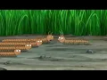 Centipede along millipedes 1 HOUR