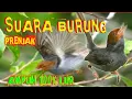 Download Lagu Mp3🕊Suara burung ribut prenjak kepala merah gacor pedas vol lantang