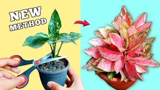 Download PROPAGATE Aglaonema Like A PRO☘️✂️ MP3