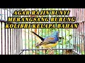 Download Lagu kolibri kelapa | merangsang kolibri bahan agar cepat bunyi | putar suara kolibri kelapa gacor
