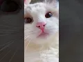 Download Lagu #shorts cat meme \u0026 kitten (tik tok video]💘 - funny cats meow baby cute compilation [cat-cash home)