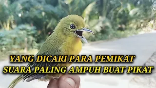 Download Suara anakan sirtu takut. cocok banget buat suara pikat sirtu susah turun. MP3