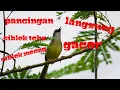 Download Lagu SUARA BURUNG CIBLEK TEBU / CIBLEK MEONG