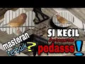 Download Lagu suara unik cici merah.. salome