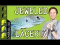 Jeweled Lacerta The Best Pet Lizard