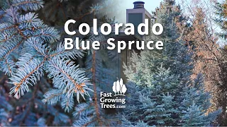 Colorado Blue Spruce Tree YouTube Video Banner