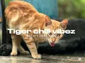 Neva Beg [Mazla Remix] 2025|tcv