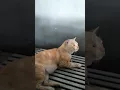 Download Lagu Kekuasaan_Nya Kucing Dzikir