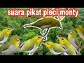 Download Lagu suara pikat pleci monty || pleci montanus ribut || pancingan pleci agar mau buka paruh