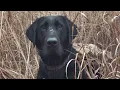 Short Waterfowl Edit!!! Song : Lathan Warlick - Tellem That Im Comin #devastation #hunting #outdoors