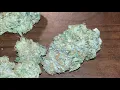 Galactic Runtz - Strain Review