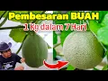 Membesarkan Ukuran Buah secara Organik, WAJIB TAU..!! 