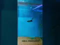 Download Lagu Monsters Feeding 🍤🦐 #monster #predator #fish #feeding #shorts #youtubeshorts #support #viral #insta