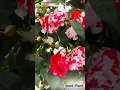 Download Lagu Camellia Multi Colour (Tree Rose) Rare All Time Flowering Live Plant–Now at 20% Off! @seed2plant 🌱