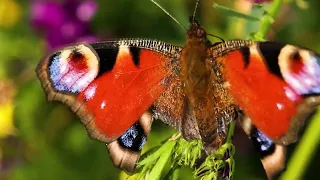 DAPHNI Waiting So Long Feat CARIBOU 