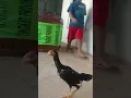 ayam sumbing slebew #fyp #andresuhen #videongakak #ngakakkocak #vidiokocak #vidioshort