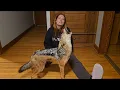 Download Lagu Animals react to me coming home!!