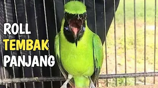 cucak ijo roll tembak panjang pancingan cucak ijo jamtrok