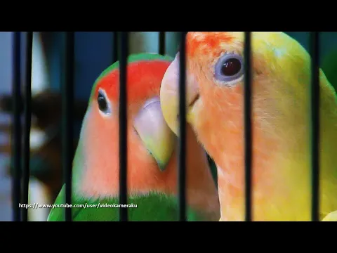 Download MP3 Peach Faced Lovebird Sounds 4 Hours - Wild Green & Lutino