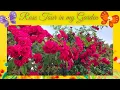 Download Lagu Rose Tour in my Garden