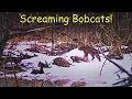 Bobcats Screaming Bobcat Calling for a Mate Bobcat Sounds