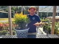 How to Grow Shrubs in Containers 7 Pro Tips