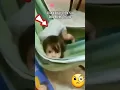 doll