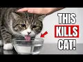 20 DEADLY Cat Feeding Mistakes Vets Warn About Most Owners Ignore