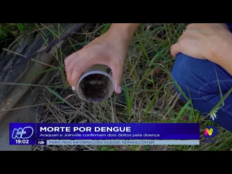 Morte por dengue: Araquari e Joinville confirmam dois óbitos pela doença