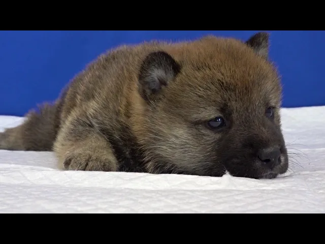 動画