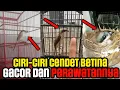 CIRI-CIRI CENDET BETINA GACOR DAN PERAWATANNYA!
