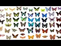 The Life Cycle of a Butterfly - Science for Kids